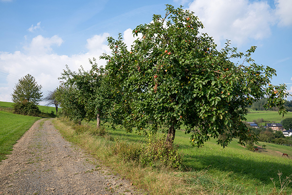 Lädt zu Spaziergängen ein: Obstweg in Leverkusen